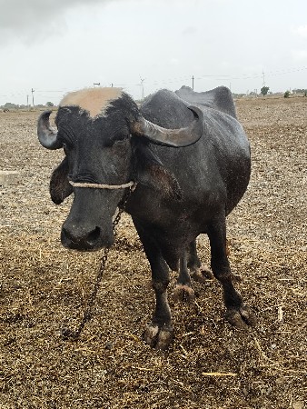 ભેંસ વેચવાની છે.
