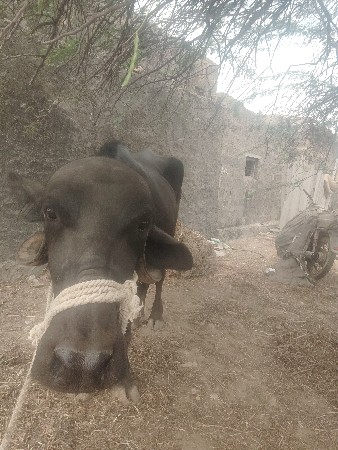 ખેડેલું