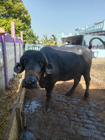 खडेली