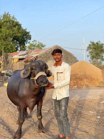 ખડાય