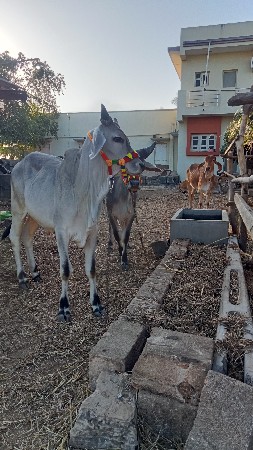 ગોધલાવેશવાનાસે