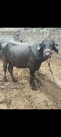 ભેંસ વેચવાની છે