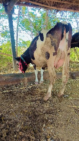 ગાય