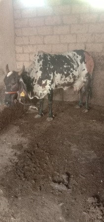 ગાય વેસવાની છે