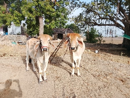 ગૉઠલા. વેચવાનાછે