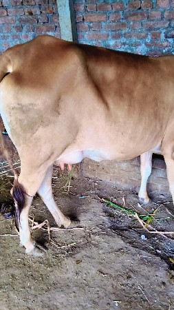 વેચવાની છે