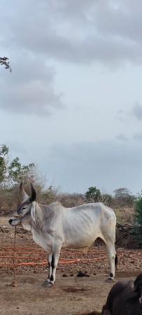 બળદ વેચવાના છે