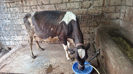 ગાય વેચવાની છે