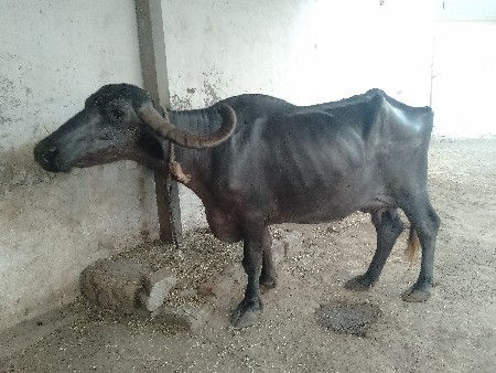 ભેંસ