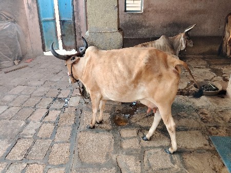 ગાય વેચવાની છે