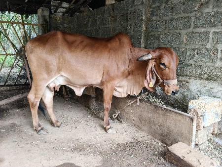 ગાય વેચવાની છે