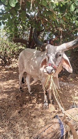 વઢીયારા બળદ છે ધર 3