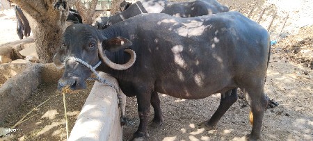 ભેંસ વેચવાની છે