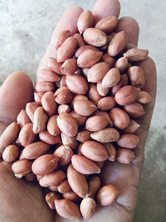 બીયારણ