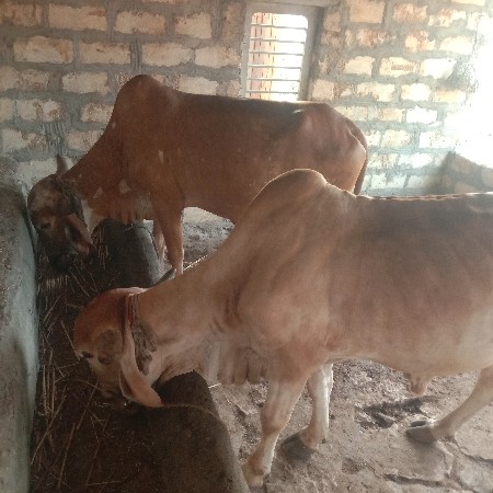 ગોધલા વેચવાના છે