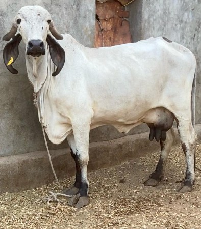 લીલડી ગીર ગાય વેચવાની
