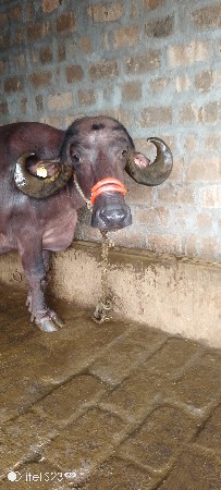 ભેંશ વેસવા ની છે