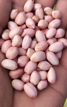ચોપન નંબર માડવિનાકણ મણીજશે