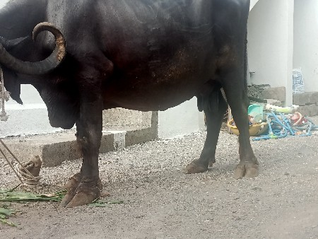 ભેશ વેશવાની સે કીમત 115