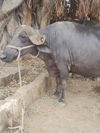 જય માતાજી