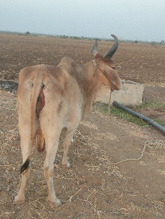 ગાય વેચવાની