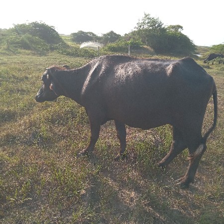 બે ખડલા વેચવાના છે