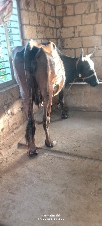 ગાય