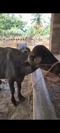 ખડેલું વેચવાનું