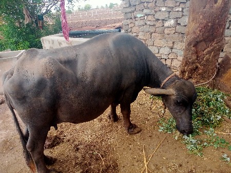 વેશવાનીશે 75