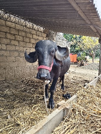 ખડેલો વેચવાનો છે વેતર  પેલુ