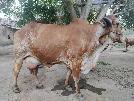 ગાય આપવાની છે