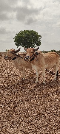 ગોઘલા.. બળદ વેચવા ના સે