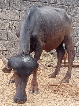 pado