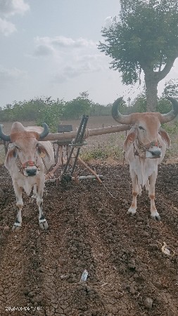 બળદ વેચવા નાછે
