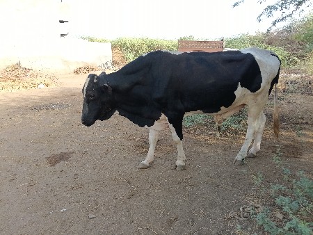 એચેફ ખુટ વેચવાનો છે
