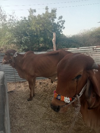 વાછડા વેચવાના છે