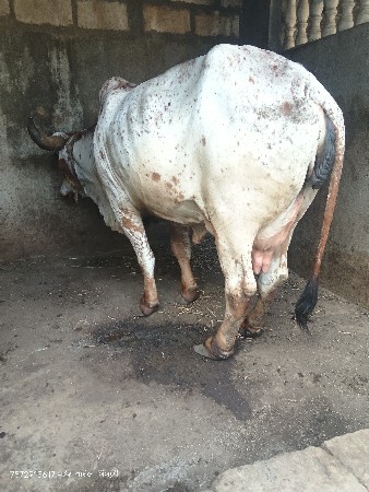 દેશી કાબરી ગાય વેચવાની છે