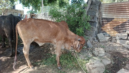 ગાય વેચવાની છે