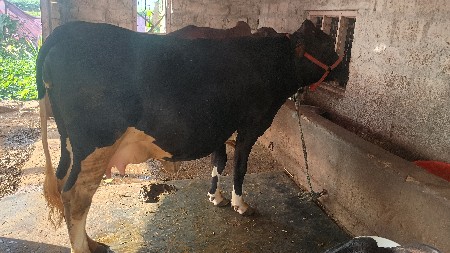 એશ.એફ ગાય