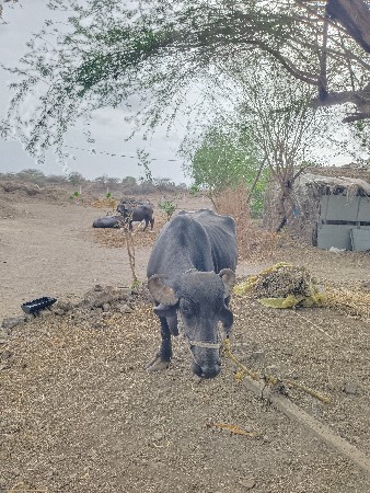 વેલા તૅ પેલા