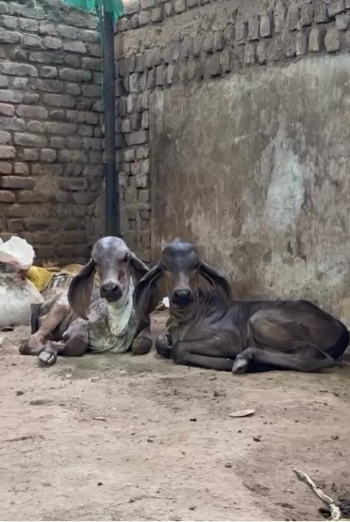 2 ગીર વાછડી વેચવાની છે
