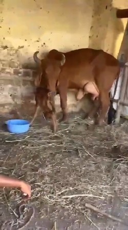 ગાય