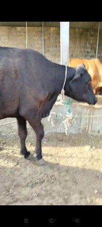 જરસી ગયા છે
