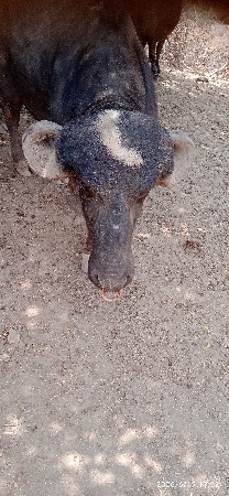 આ પાડો વેચવાનો છે