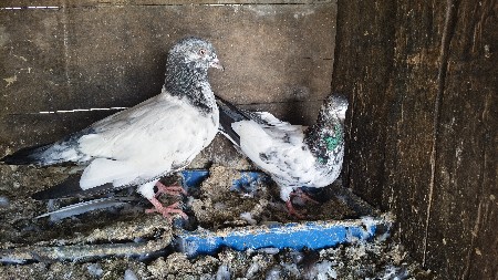 ઉડાન અને સાદા કબૂતર
