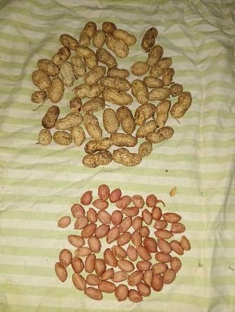 ગિરનાર 4 મગફળી  દોડવા