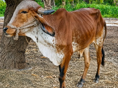 વેચવા ના છે