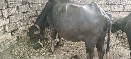 ત્રીજુ બેચર છે