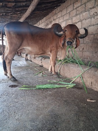 ગીર ગાય વેચવાની છે