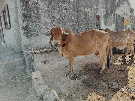 ગીર